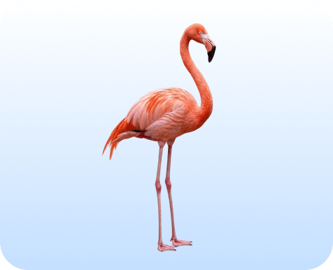 Flamingo