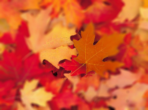 周围大面积模糊