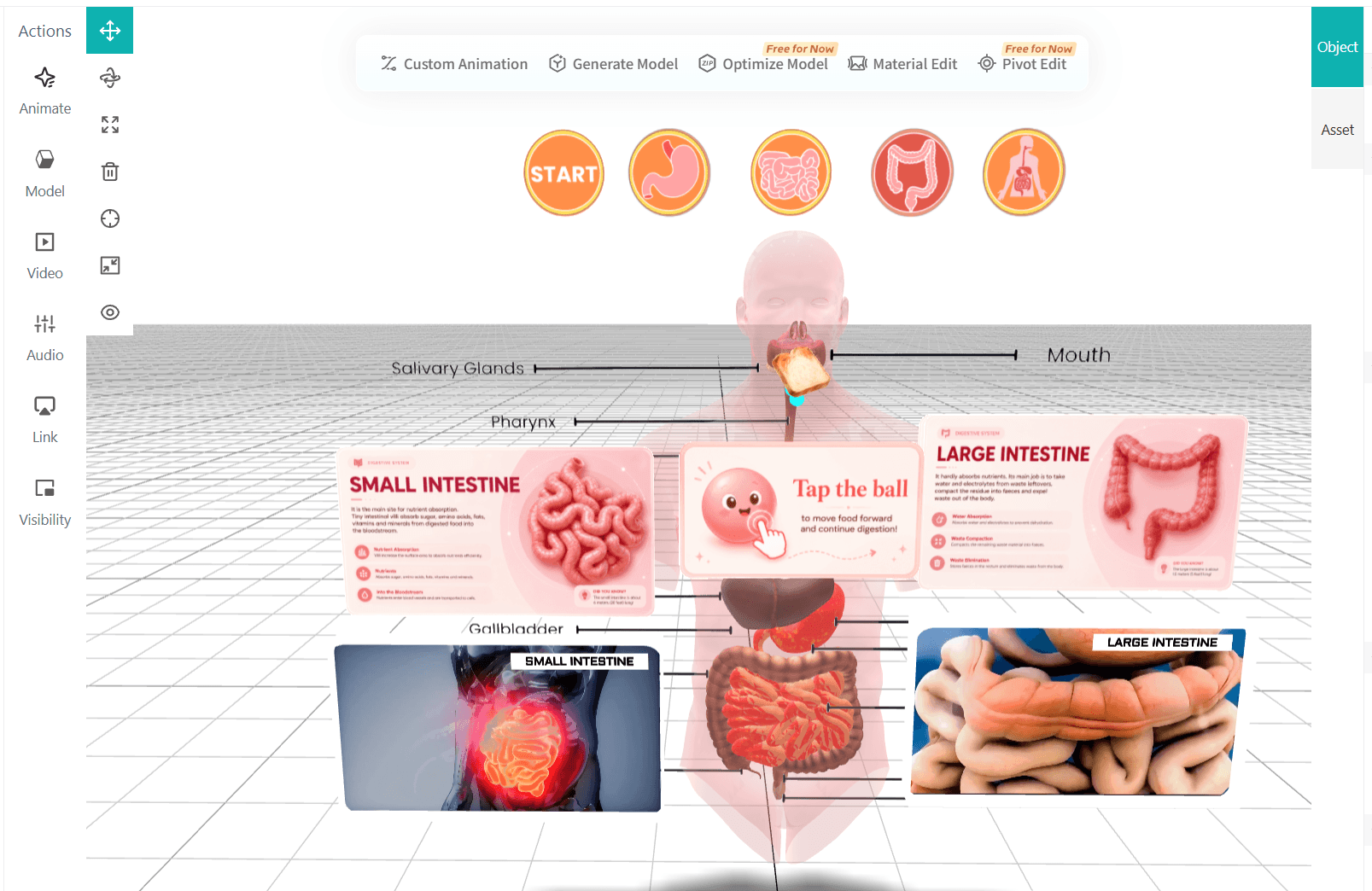 Edit the Augmented Reality Anatomy