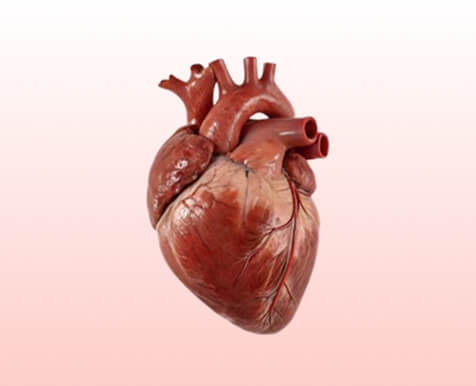 Heart