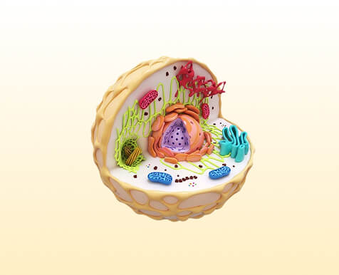 Animal cells